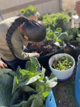 Image of student at Santa Rosa Day School planting herbs and leafy vegetables