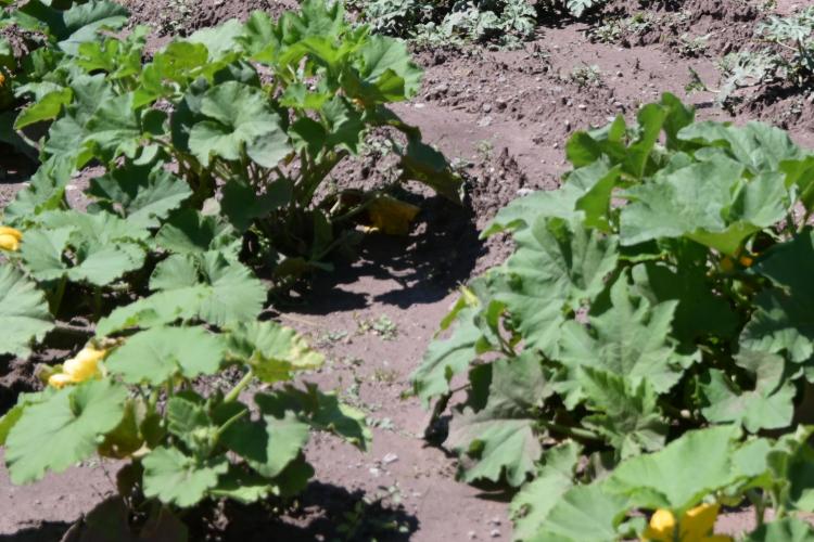 Rows of green vegetation in a community garden.