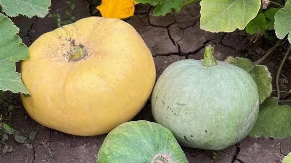 A squash garden with large, circular yellow and green squash.